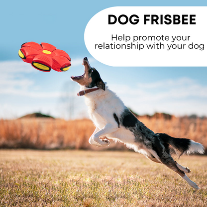 Bramble & Bark™ Dog Frisbee